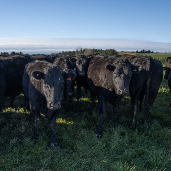 First Light Wagyu Outside Skirt